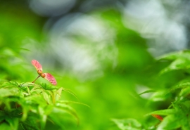 轻寒细雨黄叶飘上一句(初冬轻寒 黄叶飘落是什么意思)