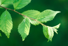 老来沾花惹草人上一句(沾花惹草风流客求下联)