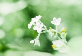 花园里选花后一句(花园里百花开满园花香香满园下联)