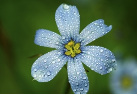 风雨送春归后一句是什么(“风雨送春归”的下几句诗句是什么)