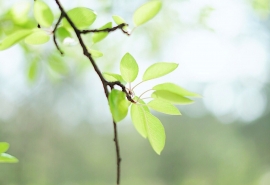 地上不久雨淋淋的前一句是什么(地上不久雨淋淋上一句是什么)