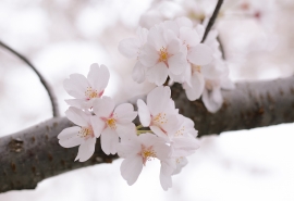 花如其人的下一句(花如人来人如花下一句)