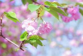 漫步热带雨林后一句(枯树下面看到开了一朵花是什么歌)