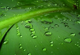 人心彩莲雨下一句(请问雨中彩莲是什么意思)