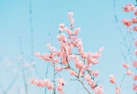 阴花三月下扬州前一句(“烟花三月下扬州”的上一句是什么)