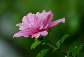 花开不并百花丛上一句是什么(花开不并百花丛 独立疏篱趣未穷 是什么意思)