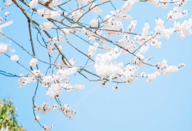 饮朝露后一句(我踏牧饮朝露 隔空醉望伊人舞这句诗句的意思是什么意思)