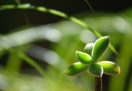 万花丛中一点绿后一句(“万花丛中一点绿”后一句是什么)