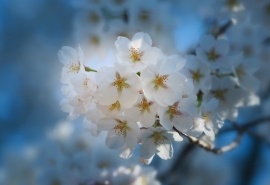 花落香随流水远上一句(“时有落花至 远随流水香”出自哪里)