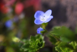 葫芦里卖的什么药的前一句(“葫芦里卖的什么药”最早出处)