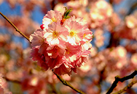 炉高满地芦芽短的后一句(蒌蒿满地芦芽短 下一句是什么)