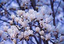 落花至流水的前一句是什么(“时有落花至 远随流水香”出自哪里)