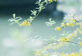 桃花源记鱼肥的上一句是什么(桃花源记)