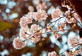 一日看尽长安花 前一句是什么(看尽长安花的上一句)