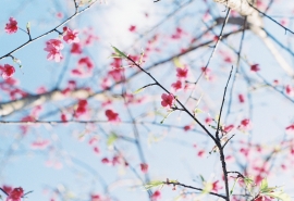 清明吗谷雨花的下一句(清明麻 谷雨花的后半句是什么)