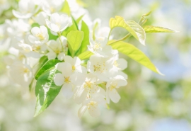 日有纷纷梦的后一句是什么(日有纷纷梦 神魂预吉凶 庄生虚幻蝶 吕望兆飞熊 是什么意思)