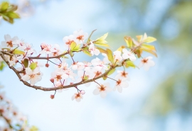 花图片个性网名(花的网名有哪些)