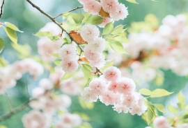 倾壶待客落花后的下一句(倾壶待客花开厚 出竹呤诗月上祁 这是谁的诗或词)