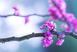 花园里开着各种花怎么造句(如何用花园里有各种各样的花写一段话)