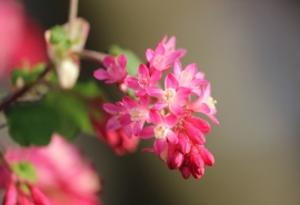 描写花草的现代诗(关于花的现代诗)