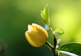 花落犹香在的后一句是什么意思是什么(春来千岭翠 花落两衿香什么意思)