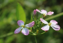 活化石的上一句(“银杏水杉活化石 金桂开花满园香” 这句的反义词是哪两个)