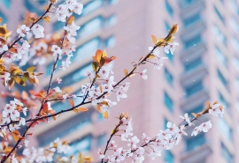 两岸桃花雨上一句(两岸桃花雨下联应是什么)