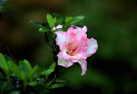 物是人非是是非后一句是什么意思(井中月 雾中花 花非花 雾非雾 物是人非是是非 什么意思)