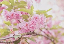 云雨无声枉断肠的前一句(“云雨巫山枉断肠”的前一句)