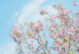 春雨惊春清谷天 后一句是什么(春雨惊春清谷天夏满芒夏暑相连后面的两句是什么)