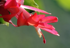 丁香花开下一句(跪求“又到五月丁香花开时”的下一句 谢谢)